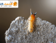 شركة مكافحة النمل الابيض بالاحساء