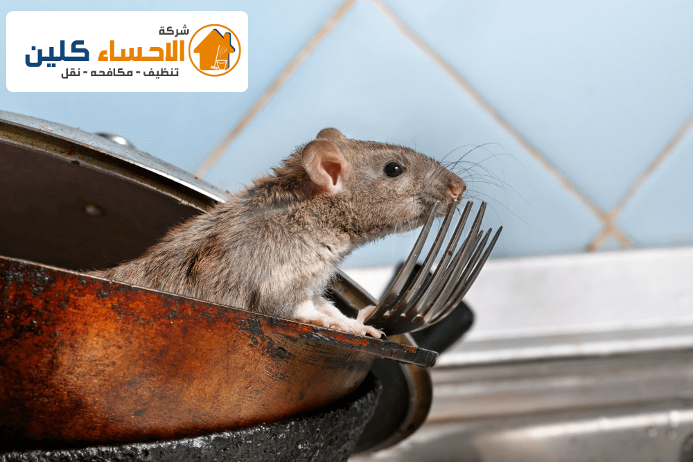 شركة مكافحة الفئران بالاحساء