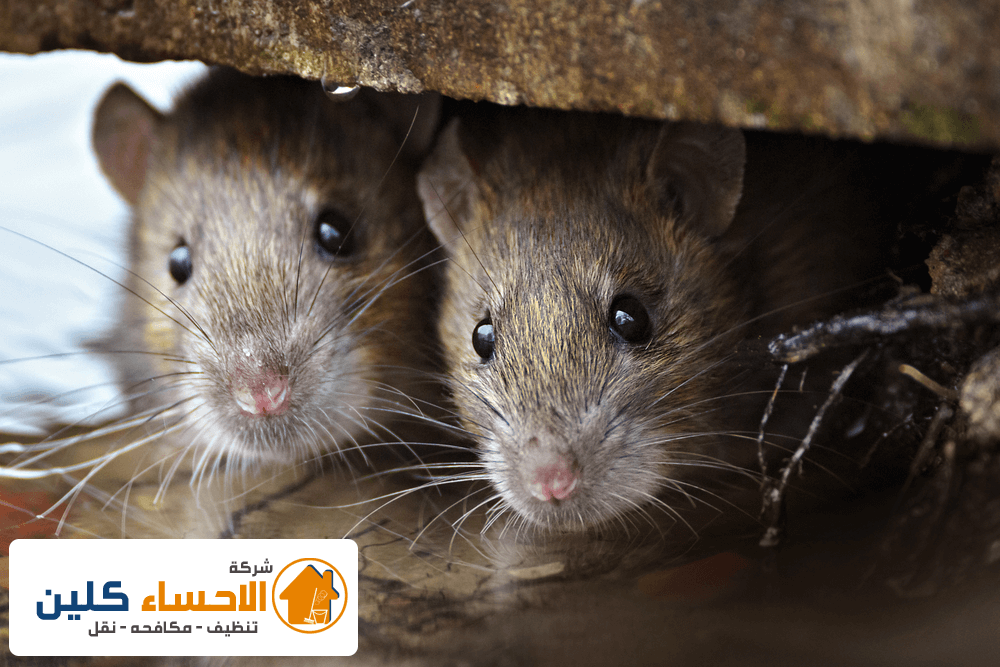 شركة مكافحة الفئران بالاحساء
