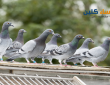 شركة مكافحة الحمام بالاحساء