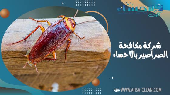 شركة مكافحة الصراصير بالاحساء - حلول فعالة لمشكلة الصراصير