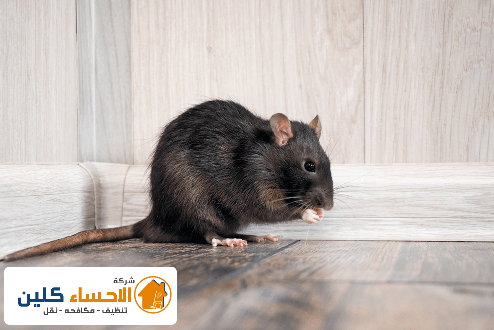 شركة مكافحة الفئران بالاحساء