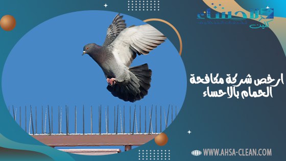 ارخص شركة مكافحة الحمام بالاحساء