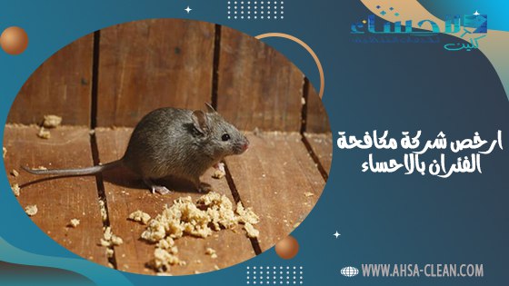 ارخص شركة مكافحة الفئران بالاحساء