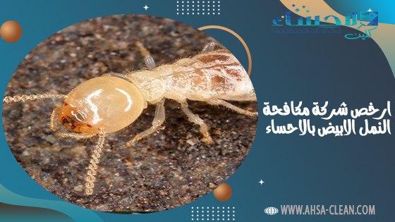 ارخص شركة مكافحة النمل الابيض بالاحساء