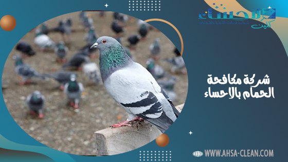 شركة مكافحة الحمام بالاحساء