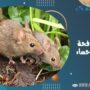 شركة مكافحة الفئران بالاحساء