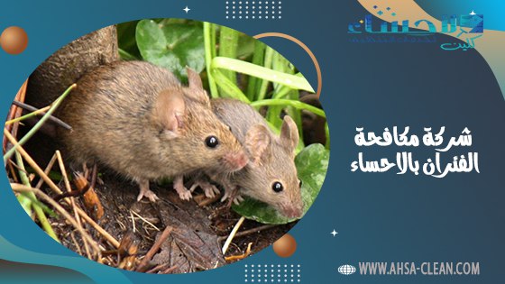 شركة مكافحة الفئران بالاحساء