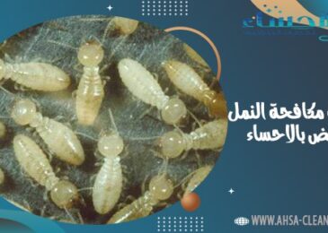 شركة مكافحة النمل الابيض بالاحساء